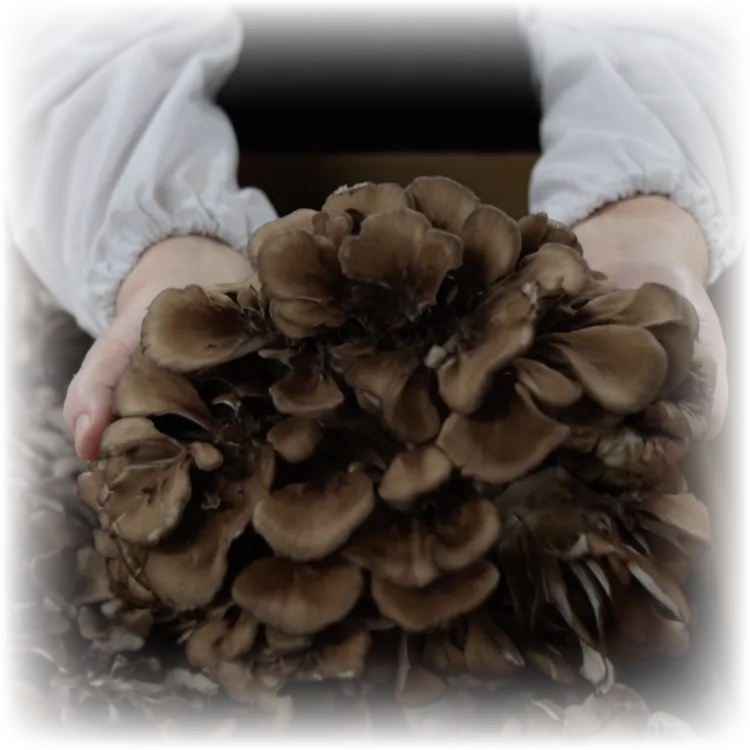 こだわりの食材