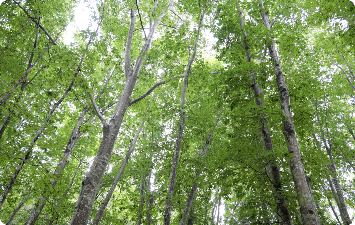 ブナの森 余名沢の森
