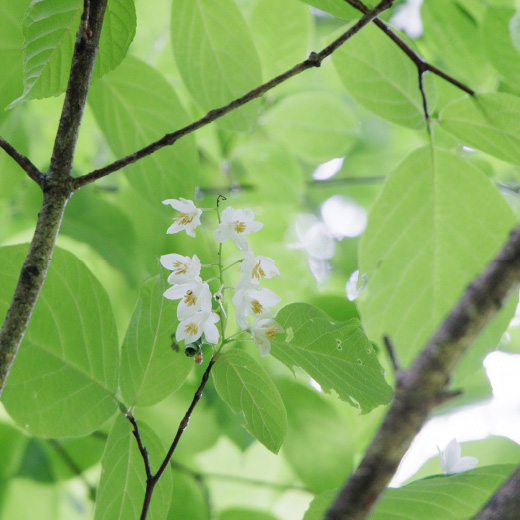 ブナの森の植物