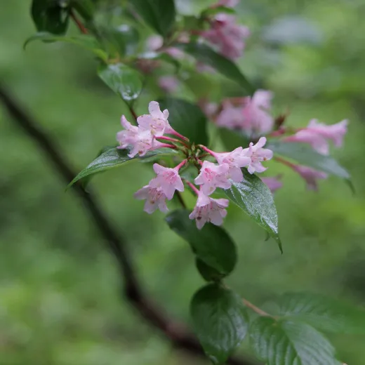 ブナの森の植物